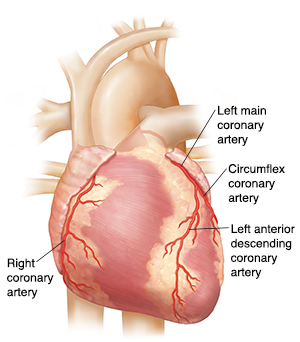 Front view of heart showing coronary arteries.