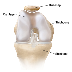 Front view of bent knee showing normal cartilage.