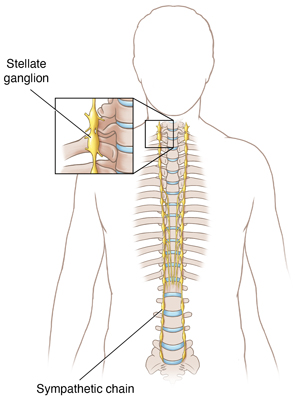 Front view of the spine showing the sympathetic chain.