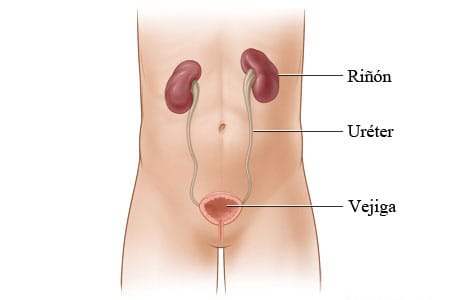 Los riñones y su ubicación en el cuerpo