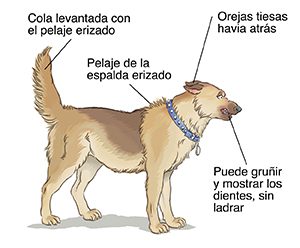 Perro que muestra signos de agresión.